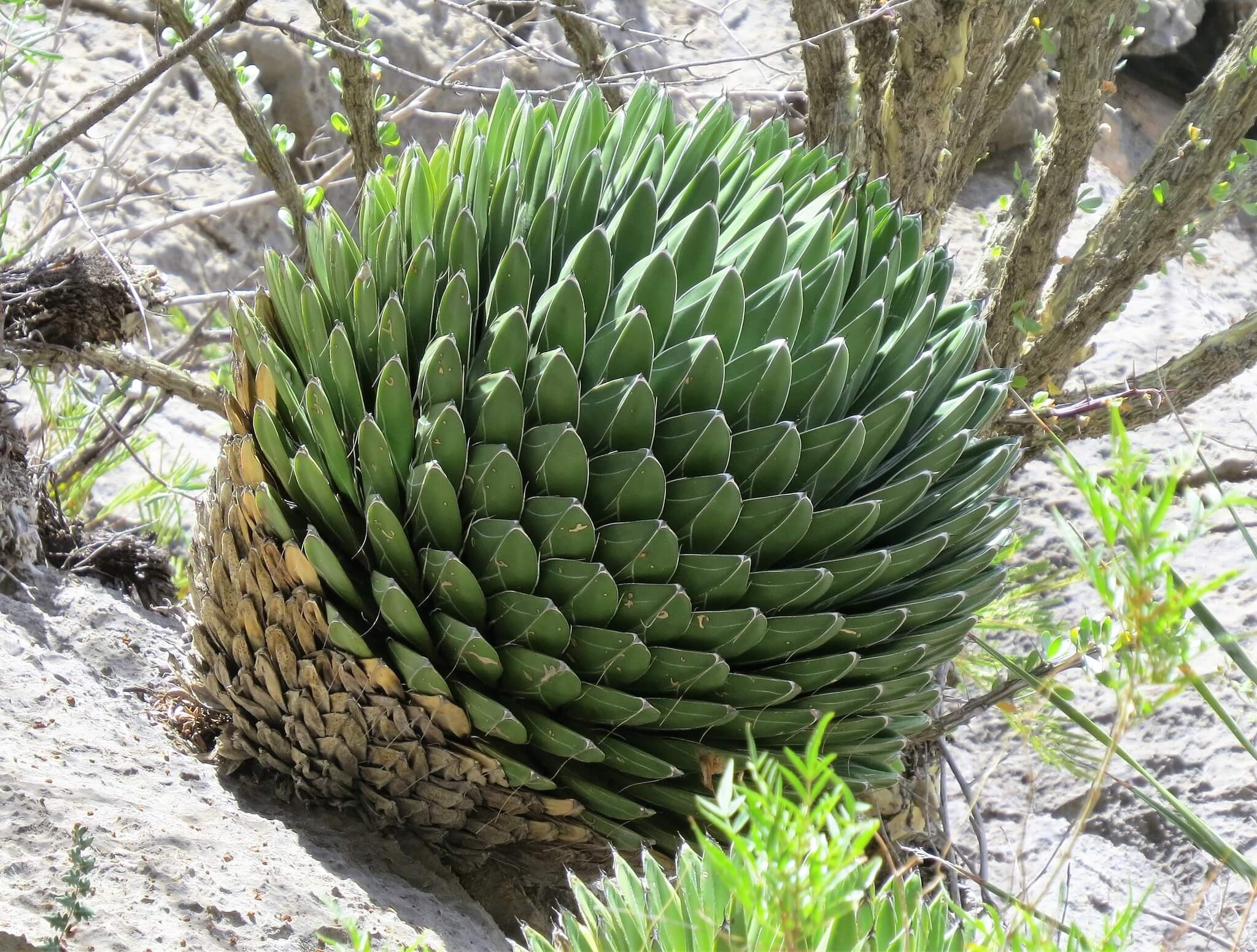 Agave victoriae reginae